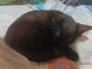 Zdjęcie №2 do zapowiedźy № 146294 na sprzedaż   - wkupić się Federacja Rosyjska prywatne ogłoszenie