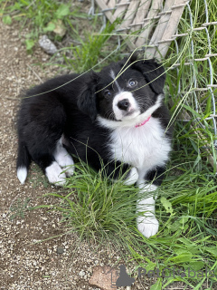 Zdjęcie №1. border collie - na sprzedaż w Los Angeles | Bezpłatny | Zapowiedź №40111