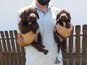 Zdjęcie №1. labrador retriever - na sprzedaż w Koceljeva | negocjowane | Zapowiedź №110980