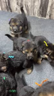 Zdjęcie №3. Pastor Lindos cachorros Alemão para venda. Portugalia