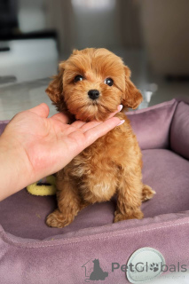 Zdjęcie №3. Delikatna maltańska dziewczyna. Niemcy