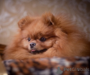 Zdjęcie №2 do zapowiedźy № 168019 na sprzedaż  cairn terrier - wkupić się Brazylia prywatne ogłoszenie