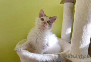 Zdjęcie №1. selkirk rex krótkowłosy - na sprzedaż w Ochukanie | 1674zł | Zapowiedź № 173646