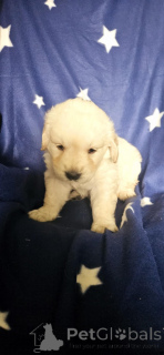 Zdjęcie №1. golden retriever - na sprzedaż w Paryż | negocjowane | Zapowiedź №143146