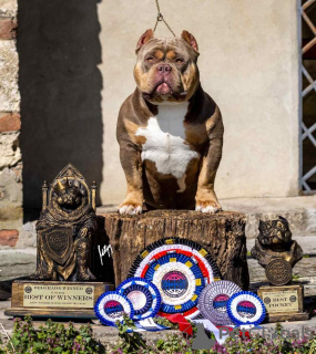 Dodatkowe zdjęcia: American Bully szczenięta na sprzedaż