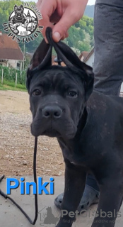 Zdjęcie №3. Cane Corso szczenięta. Serbia