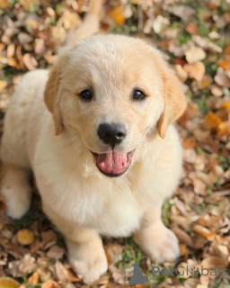 Zdjęcie №3. Poznaj Coopera, złotego chłopca o sercu tak ciepłym jak jego płaszcz!. Irlandia