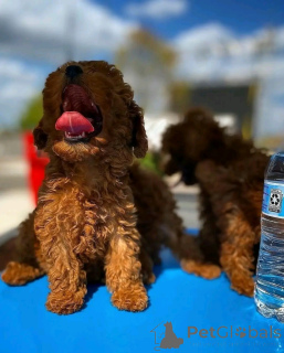 Zdjęcie №1. pudel (krasnolud) - na sprzedaż w Saint Pölten | 4066zł | Zapowiedź №161890