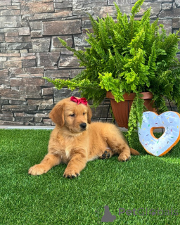 Zdjęcie №3. Szczenięta Golden Retriever są inteligentne, kochające i łatwe w szkoleniu. Niemcy