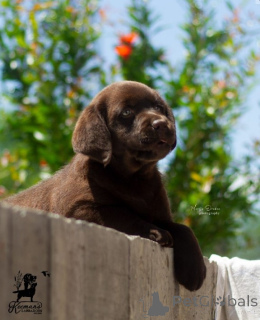Zdjęcie №4. Sprzedam labrador retriever w Belgrad.  - cena - negocjowane