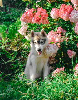 Zdjęcie №4. Sprzedam husky syberyjski w Perm. hodowca - cena - 908zł