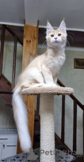 Zdjęcie №4. Sprzedam maine coon w Sydnej. prywatne ogłoszenie - cena - negocjowane