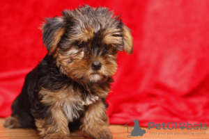 Zdjęcie №2 do zapowiedźy № 48694 na sprzedaż  yorkshire terrier - wkupić się USA prywatne ogłoszenie