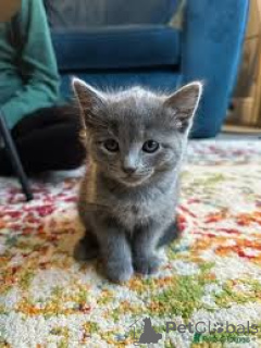 Zdjęcie №3. Chatons Bleu Russe à vendre. Belgia