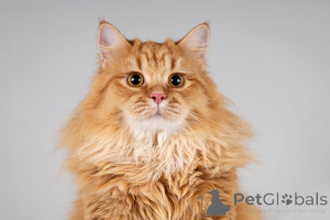 Zdjęcie №2 do zapowiedźy № 166040 na sprzedaż   - wkupić się Federacja Rosyjska ze schronu