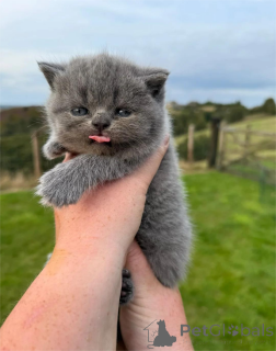 Zdjęcie №1. kot brytyjski krótkowłosy - na sprzedaż w Brondby | 1674zł | Zapowiedź № 151601