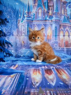 Zdjęcie №4. Sprzedam maine coon w Łobnia. prywatne ogłoszenie - cena - 4383zł