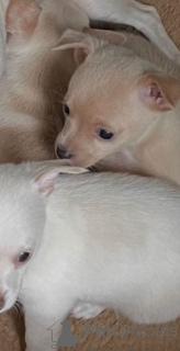 Zdjęcie №2 do zapowiedźy № 166930 na sprzedaż  pies nierasowy - wkupić się Holandia prywatne ogłoszenie