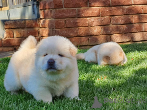 Zdjęcie №4. Sprzedam chow-chow w Calgary.  - cena - negocjowane