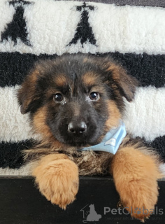 Zdjęcie №2 do zapowiedźy № 161637 na sprzedaż  owczarek australijski - wkupić się Francja prywatne ogłoszenie