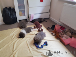 Zdjęcie №3. Szczenięta owczarek kaukaski. Dania