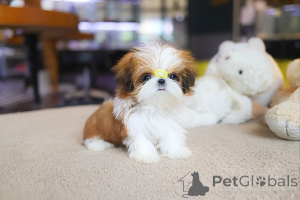 Zdjęcie №3. Dean Janet Kay Puppies House. USA