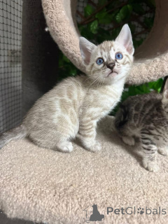 Zdjęcie №1. kot bengalski - na sprzedaż w Horgen | 3588zł | Zapowiedź № 152759