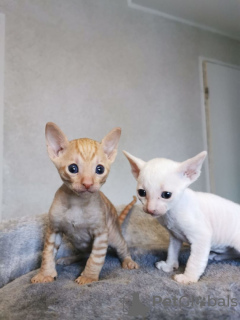 Zdjęcie №1. kot cornish rex - na sprzedaż w Helsinki | 1339zł | Zapowiedź № 72823