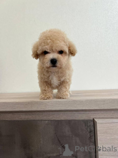 Zdjęcie №1. pies nierasowy - na sprzedaż w Borisov | negocjowane | Zapowiedź №166826