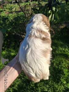 Zdjęcie №4. Sprzedam cocker spaniel amerykański, cocker spaniel angielski, springer spaniel angielski, springer spaniel walijski, irlandzki spaniel dowodny, hiszpański pies dowodny, mastif hiszpański, cavalier king charles spaniel, cavalier king charles spaniel, clumber spaniel, russian spaniel, spaniel tybetański w Tallinn. prywatne ogłoszenie, od żłobka, hodowca - cena - 5262zł