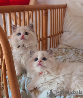 Zdjęcie №2 do zapowiedźy № 133026 na sprzedaż  ragdoll - wkupić się Niemcy prywatne ogłoszenie