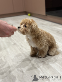 Zdjęcie №4. Sprzedam maltipu w Calgary. prywatne ogłoszenie - cena - negocjowane