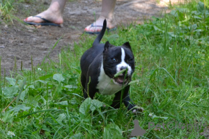 Zdjęcie №2 do zapowiedźy № 147529 na sprzedaż  american bully - wkupić się Federacja Rosyjska od żłobka