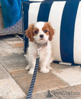 Zdjęcie №1. cavalier king charles spaniel - na sprzedaż w Helsinki | 1674zł | Zapowiedź №119540