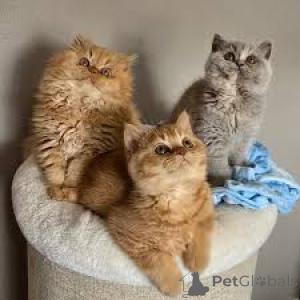 Zdjęcie №1. kot brytyjski długowłosy - na sprzedaż w Helsinki | 2774zł | Zapowiedź № 164072