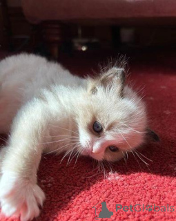 Zdjęcie №1. ragdoll - na sprzedaż w London Borough of Camden | negocjowane | Zapowiedź № 176226