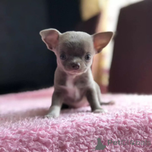 Zdjęcie №1. chihuahua (rasa psów) - na sprzedaż w Waszyngton | 4634zł | Zapowiedź №168176