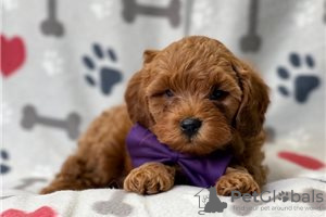 Zdjęcie №3. Piękne szczenięta Cavapoo Do bezpłatnej adopcji. Niemcy