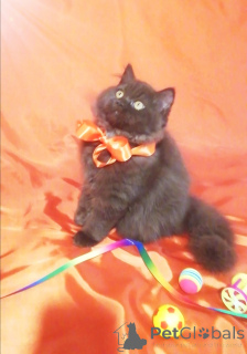 Zdjęcie №1. kot brytyjski długowłosy - na sprzedaż w Mińsk | 2317zł | Zapowiedź № 156662