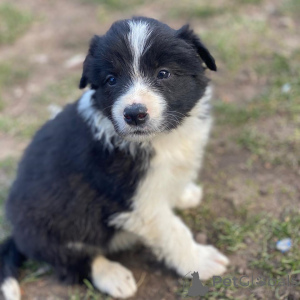 Zdjęcie №2 do zapowiedźy № 136954 na sprzedaż  border collie - wkupić się Szwajcaria hodowca