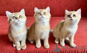 Zdjęcie №2 do zapowiedźy № 147117 na sprzedaż  scottish straight - wkupić się Słowacja hodowca