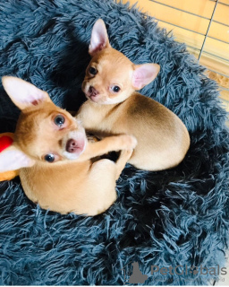 Zdjęcie №4. Sprzedam chihuahua (rasa psów) w Monachium. prywatne ogłoszenie - cena - 2795zł