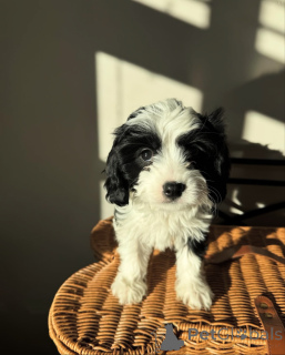 Zdjęcie №1. cavalier king charles spaniel - na sprzedaż w Andel | negocjowane | Zapowiedź №155452