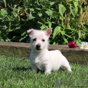 Zdjęcie №1. west highland white terrier - na sprzedaż w Essen | negocjowane | Zapowiedź №44769