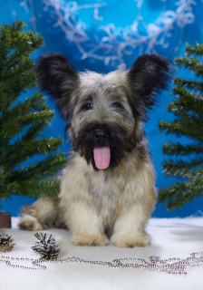 Zdjęcie №2 do zapowiedźy № 4553 na sprzedaż  skye terrier - wkupić się Federacja Rosyjska od żłobka