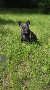 Zdjęcie №1. buldog francuski - na sprzedaż w Rzeka Moskwa | 4125zł | Zapowiedź №169204