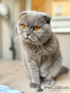 Zdjęcie №2 do zapowiedźy № 127077 na sprzedaż  scottish fold - wkupić się Niemcy 