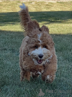 Zdjęcie №1. labradoodle - na sprzedaż w Degerby | negocjowane | Zapowiedź №157219