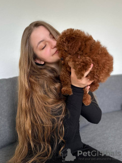 Zdjęcie №3. Toy Poodle Red Brown. Republika Czeska