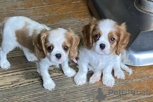 Zdjęcie №3. Szczenięta Cavalier King Charles Spaniel Do adopcji. Finlandia